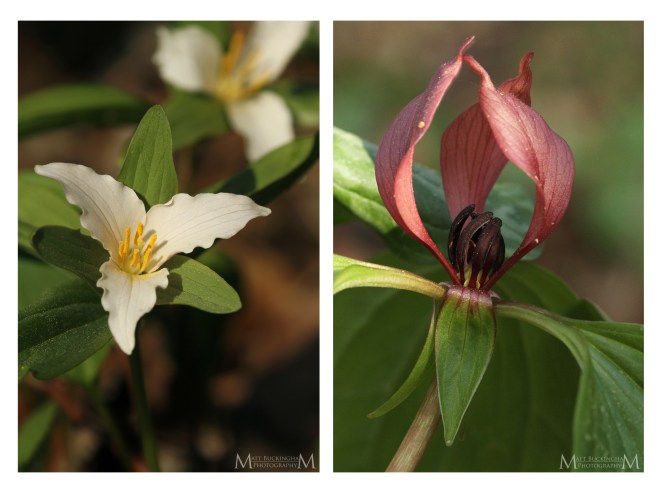trillium-for-blog