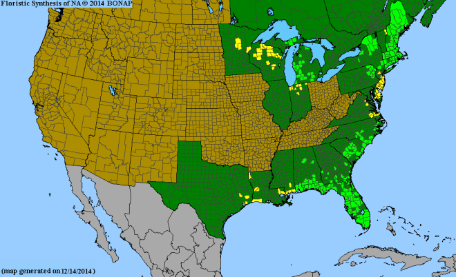 Utricularia purpurea