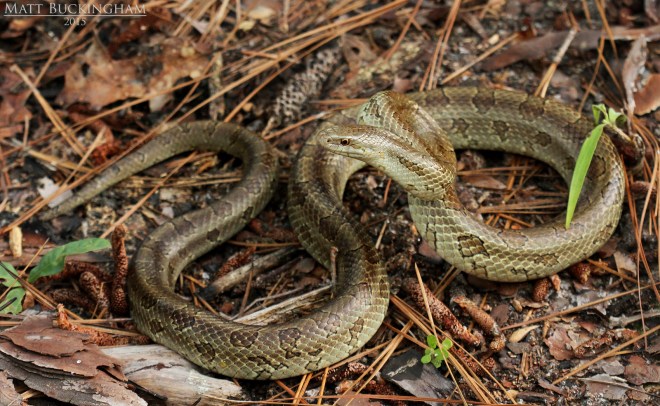 19125566950_a22f4cd236_o