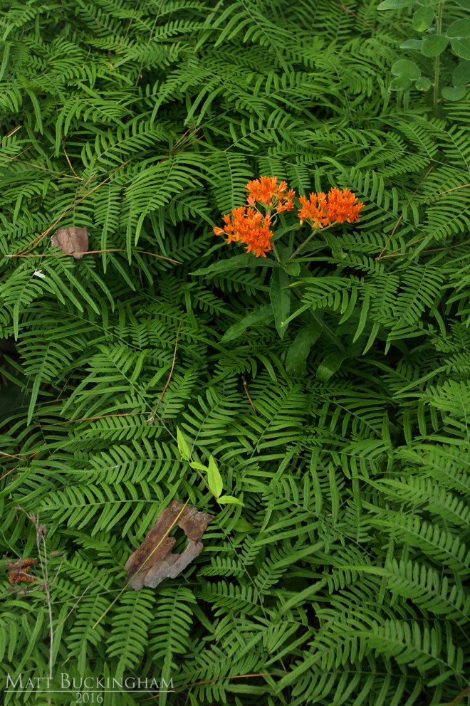 26930014296_ae511b7013_o