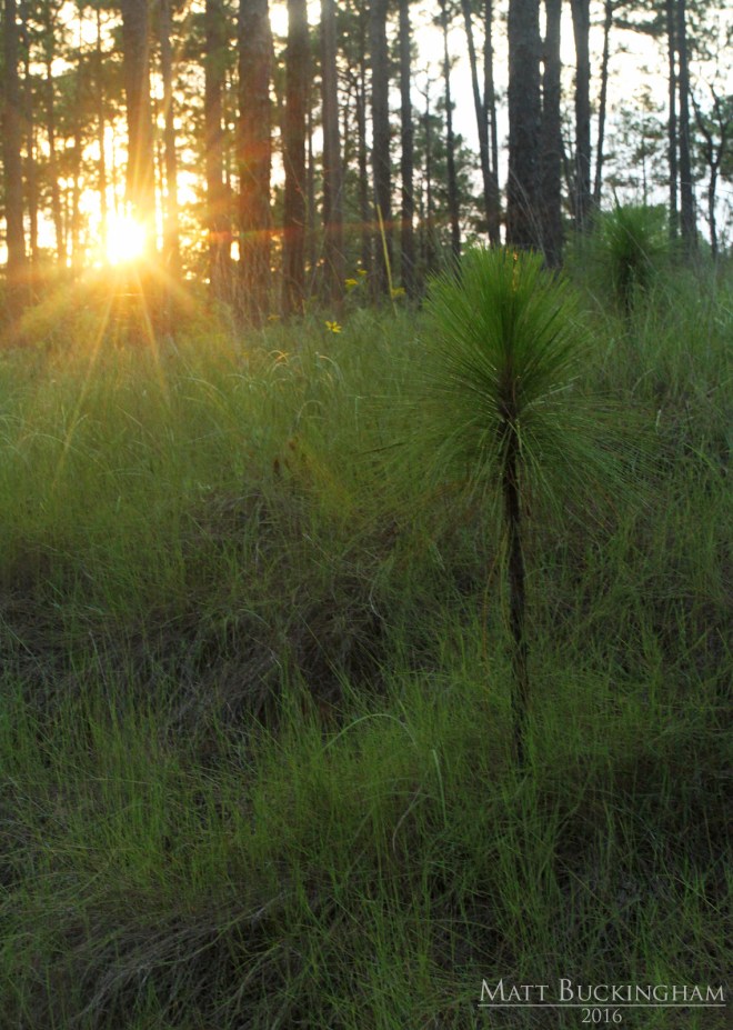 27658002614_b2d8933808_o