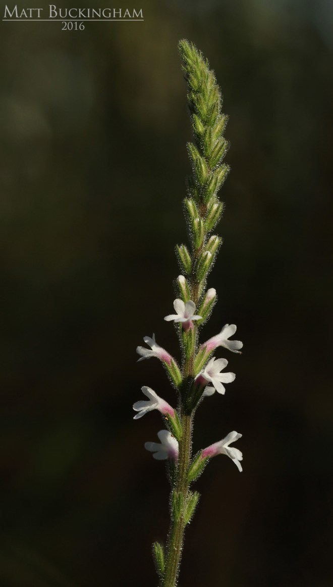 28632217081_3e974505fa_o