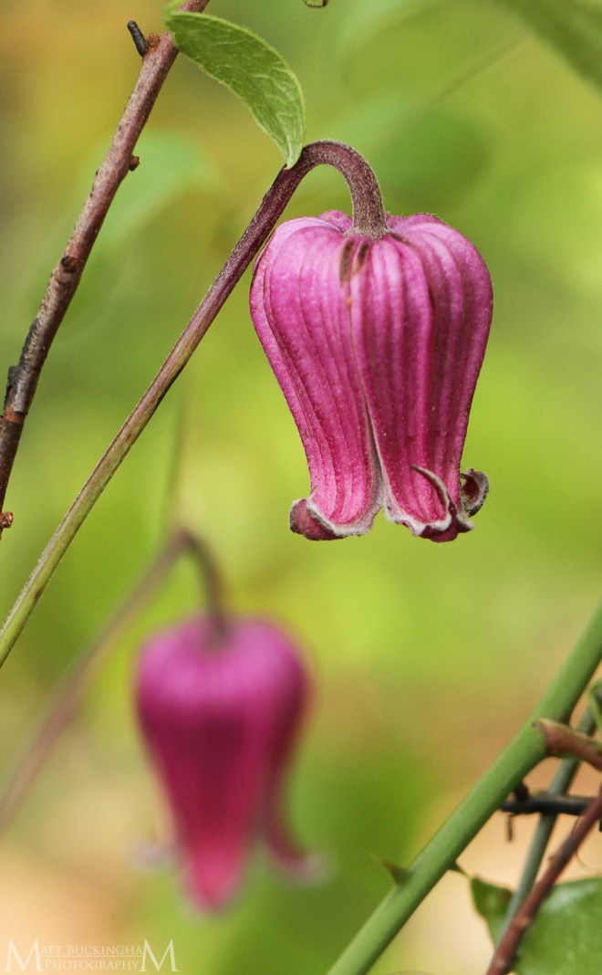 34276948992_be8163d952_o