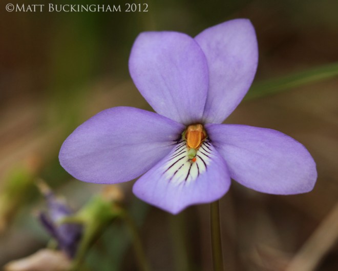 6855294974_51b466e877_o