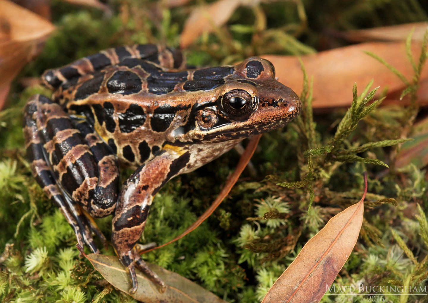 Spring Peeper Colers Spring Peeper – A Naturalist's Journey