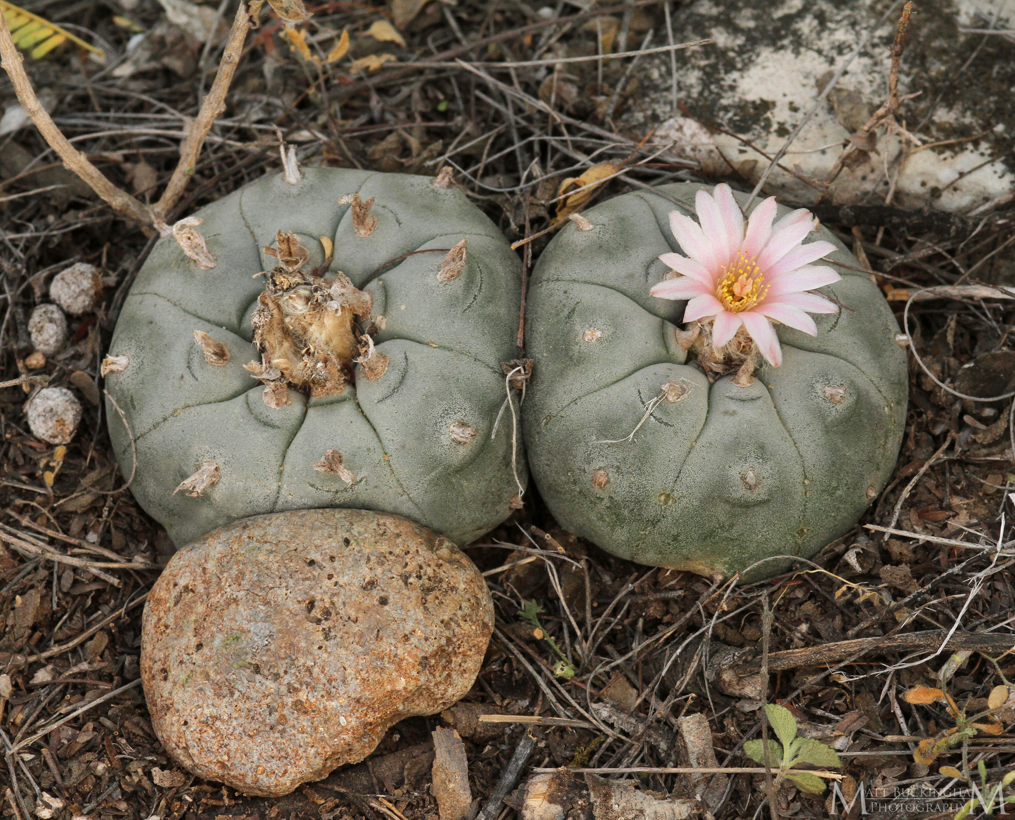 The Biodiversity of the Rio Grande Valley Part 2: The Cacti  A  Naturalist's Journey