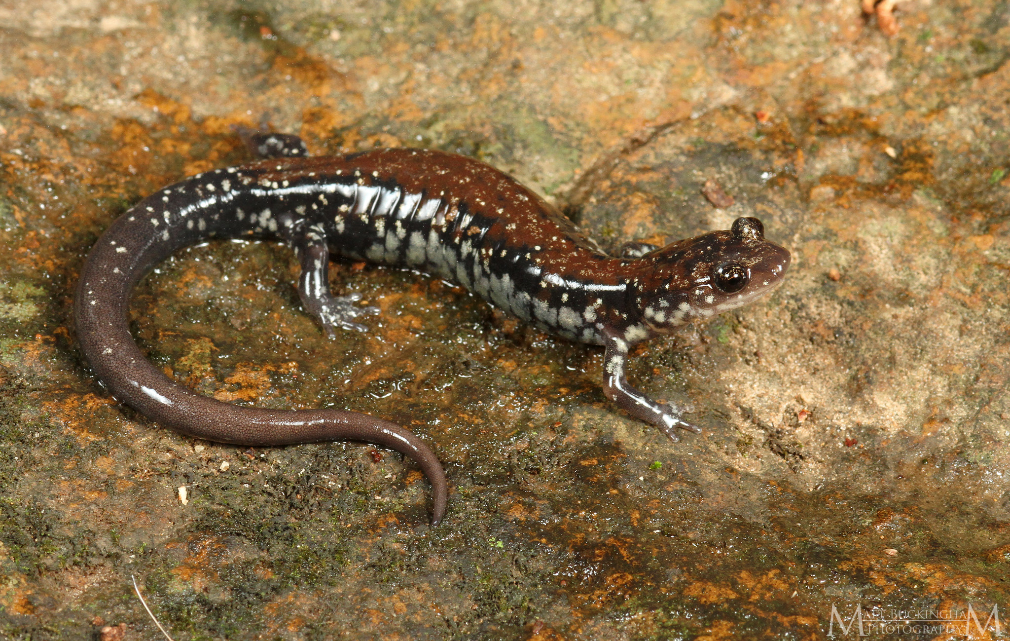Ouachita Mountain Magic – A Naturalist's Journey