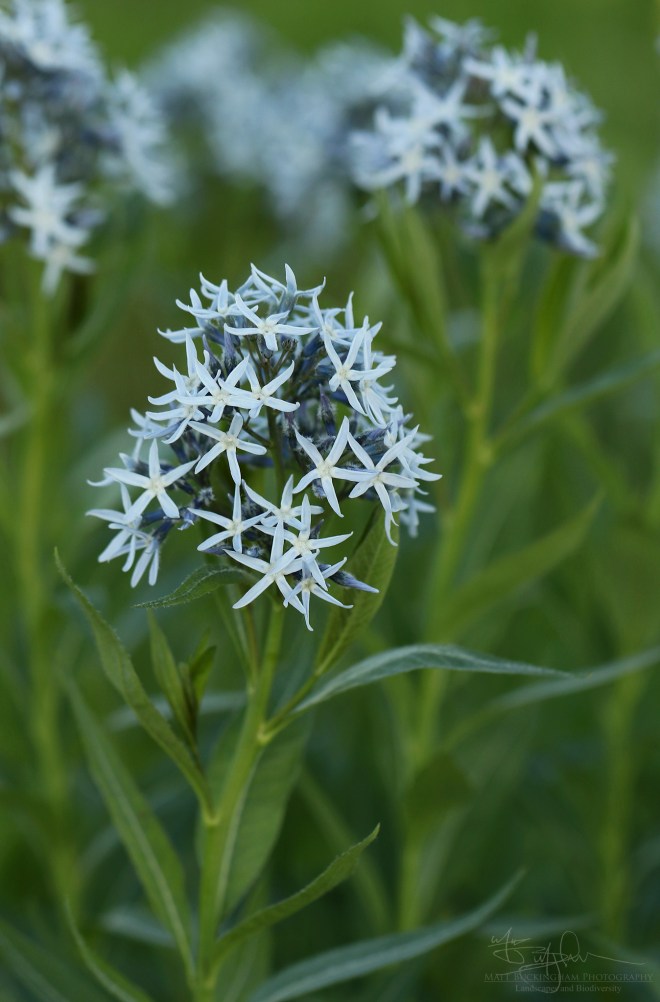 33762837278_a5c55ec57f_o