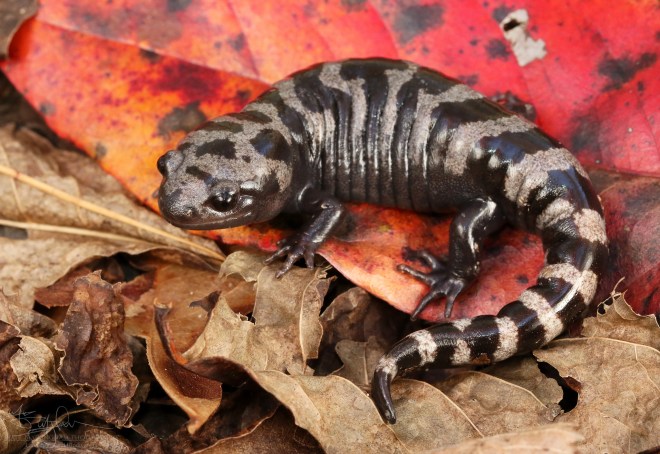 49046060376_c3575b9877_o